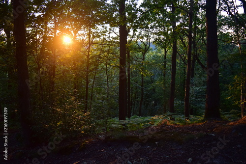 Coucher de soleil dans les bois