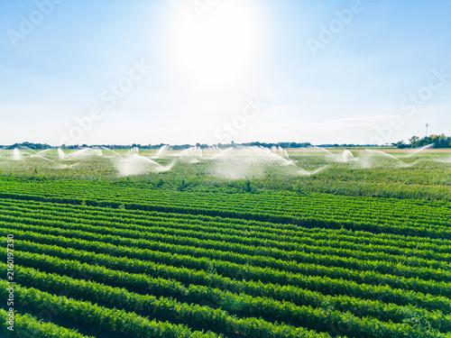фотографія Sprinklers water green crops under the bright sun in a large field during midday