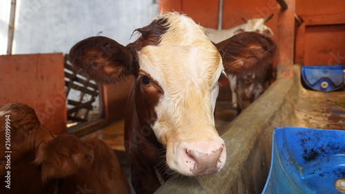 Фотография Curious brown and white calf peering over a feeding trough inside a barn