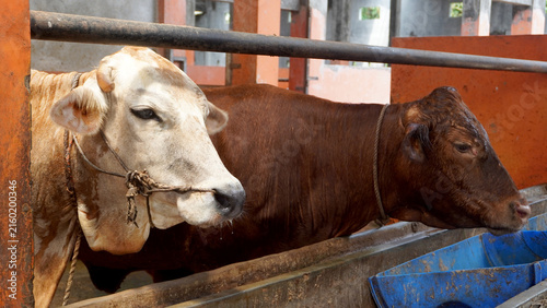 фотографія Two cattle standing close together beside a feeding trough inside a barn enclosure