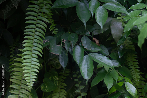 Canvas Print Tropical forest foliage with fern and lush green leaves, natural jungle backgrou