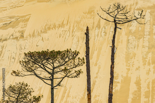 Tote Bäume vor der Dune du Pilat bei Arcachon am Atlantik, Frankreich