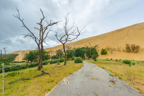 Tote Bäume vor der Dune du Pilat bei Arcachon am Atlantik, Frankreich