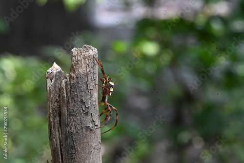 Argiope bruennichi or wasp spider. It is a species of orb- weaver spider found in Europe, Asia and Africa. This species features distinctive yellow, white and black markings on its abdomen.
