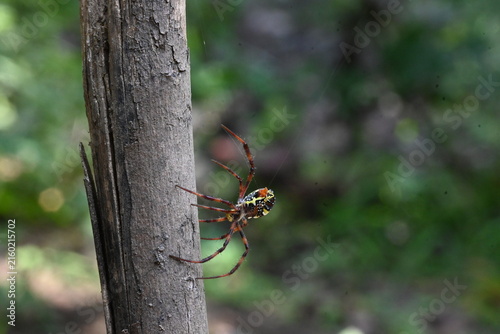 Argiope bruennichi or wasp spider. It is a species of orb- weaver spider found in Europe, Asia and Africa. This species features distinctive yellow, white and black markings on its abdomen.
