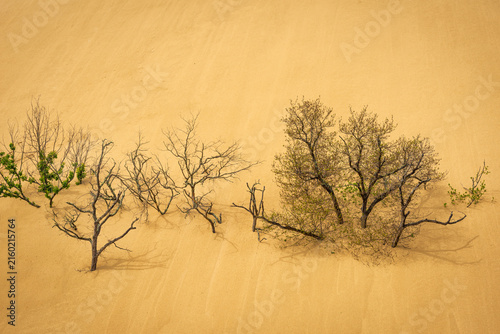 Tote Bäume vor der Dune du Pilat bei Arcachon am Atlantik, Frankreich