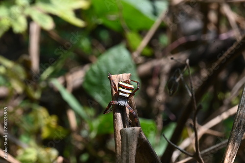 Argiope bruennichi or wasp spider. It is a species of orb- weaver spider found in Europe, Asia and Africa. This species features distinctive yellow, white and black markings on its abdomen.
