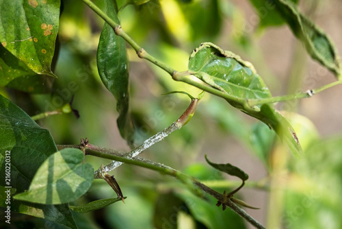 Close-up of a Java long pepper plant (Piper retrofractum) showing a white waxy mealybug infestation along the stems and leaf surfaces, highlighting sap-sucking pest damage