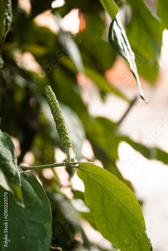 Close-up of Java long pepper plants (Piper retrofractum) infested with whiteflies around developing fruit spikes and foliage, illustrating agricultural pest infestation