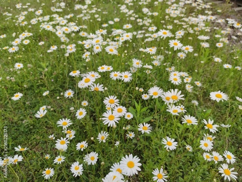 wild daisies (chamomile flower). chamomile (daisy), wild daisies growing in a meadow