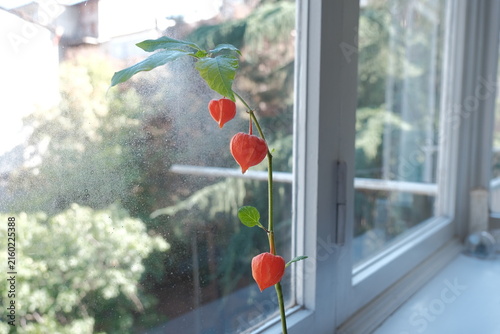 Physalis blossom (physalis peruviana). Physalis (winter cherry) growing at home on the window