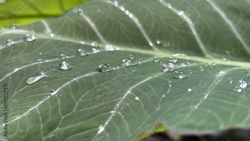 Obraz na plátne Numerous tiny water droplets cling to a lush green leaf texture