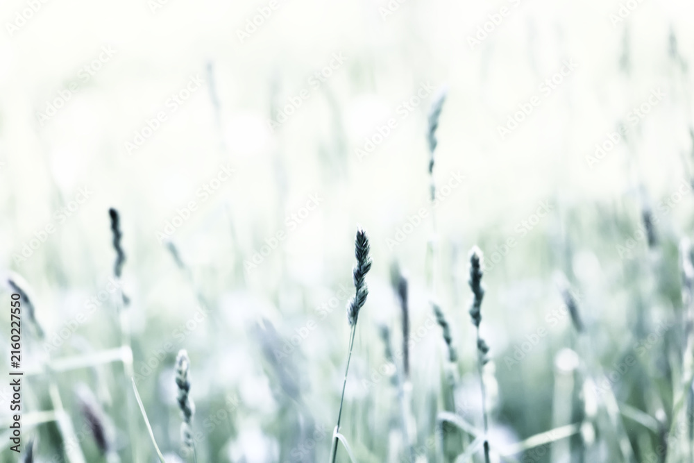 Fototapeta premium Light green background, summer field grass, eco natural abstract background softcolor gradient