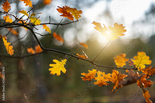 Autumn oak branches with golden brown leaves illuminated by warm sunlight in a forest, creating a natural seasonal background with soft bokeh and warm autumn colors.