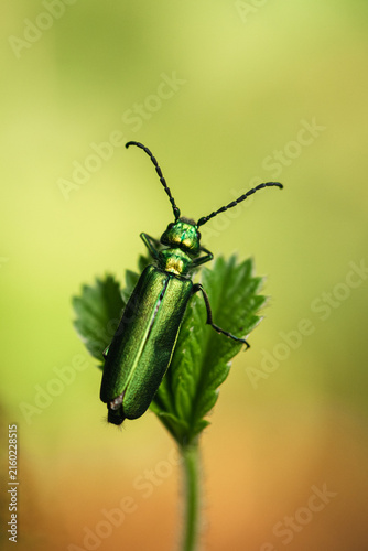 Metallic green beetle on leaf macro