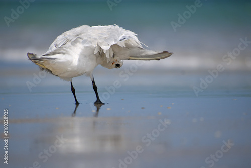Fotografie A royal tern stands on the wet sand at the ocean’s edge, preening beneath its right wing, casting a curious glance at the camera with one eye