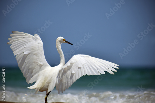 Quadro su tela A snowy egret faces the ocean, its wings spread wide, one touching the horizon, on a clear, blue-sky day in Florida