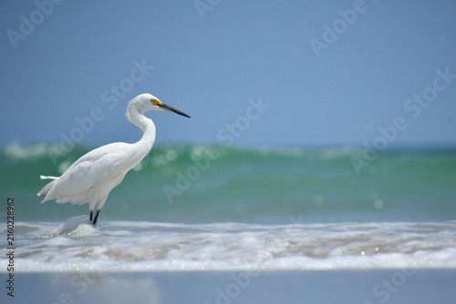 A snowy egret facing right, feet and legs submerged in the shallow surf against a turquoise wave and clear blue sky; ample copy space