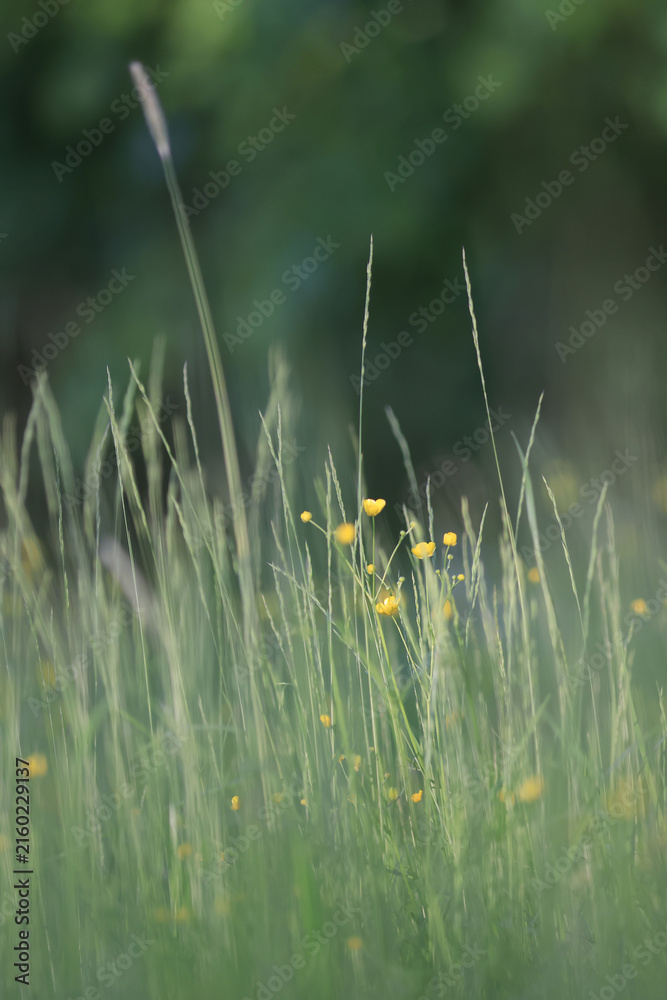 Naklejka premium Dark green background nature, grass and eco concept abstract photo background