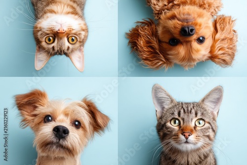 Cute dogs and cats peeking from corners on blue background template, Vector illustration of funny cats and dogs peeking from edges with copy space on light blue background for pet care frame.