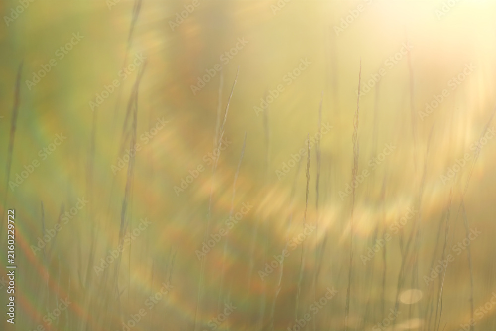 Fototapeta premium Sunny day on a field of wild grasses and flowers, abstract blurred background of summer nature
