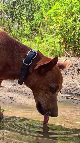 A brown dog wearing a collar bends its head down and drinks water from a shallow sandy pond, creating small ripples with its tongue while standing near green bushes outdoors.
