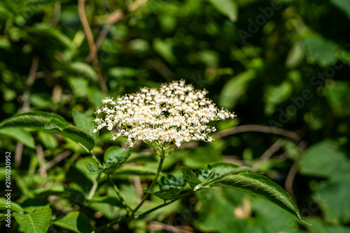 Fotografía Close up view of blooming elderberry flower umbel (Sambucus nigra) with green le