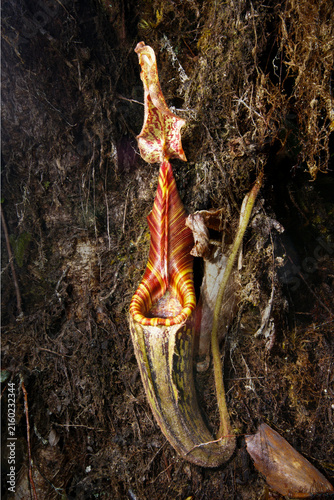 Cuadro en lienzo Nepenthes mollis pitcher plant in montane forest on Mount Murud, Sarawak, Borneo