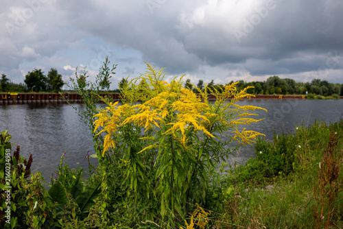 фотографія Close up view of blooming Canada goldenrod (Solidago canadensis) on canal bank u