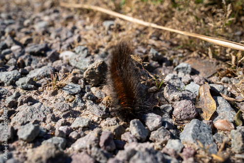 Konstfotografi Close up view of hairy fox moth caterpillar (Macrothylacia rubi) crawling on gra