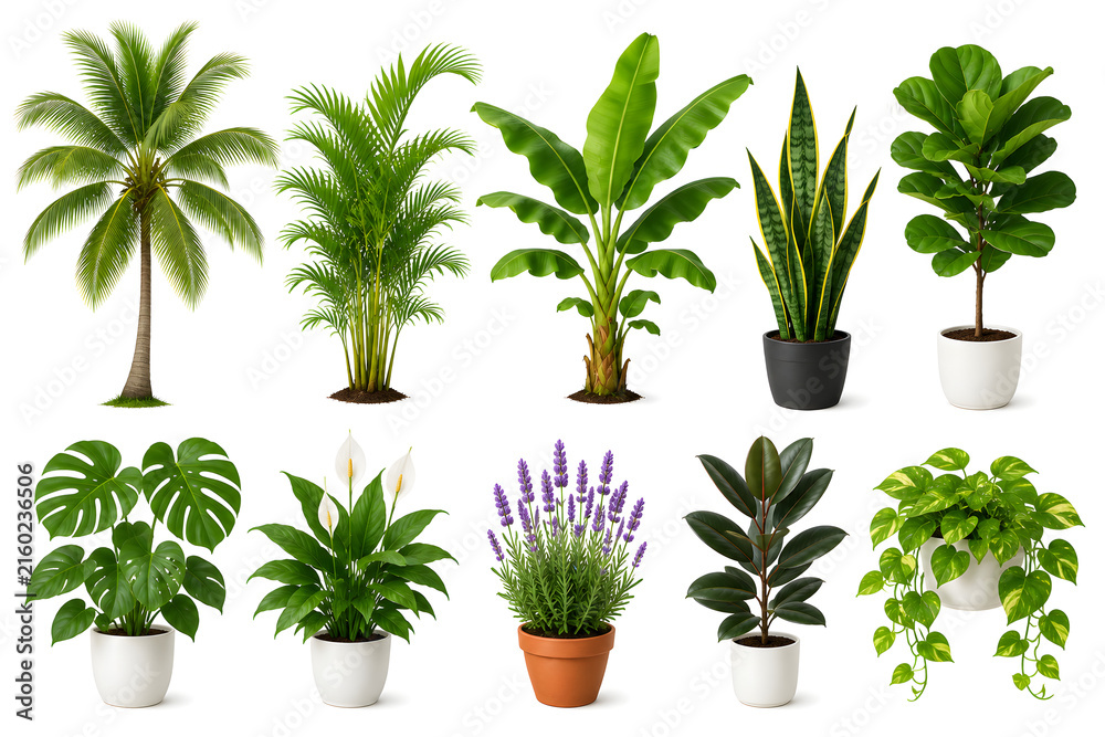Fototapeta premium A diverse collection of tropical and indoor plants isolated on a clean white background, Suitable for botanical, gardening, interior design, landscaping, home decor, education, advertising