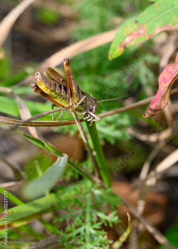 Canvas Print A close-up view of a brown grasshopper gnawing a leaf of grass in meadow thicket