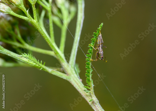 фотографія An insect with long antennae, wings and large eyes, strewn with pollen on the st