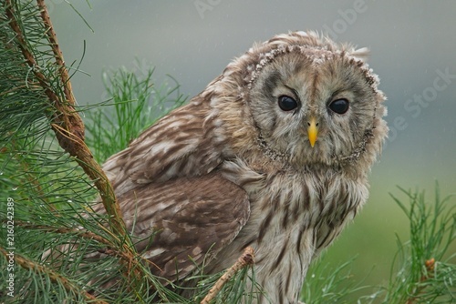 Quadro su tela Tawny Owl Perched in Pine Tree During Light Snowfall