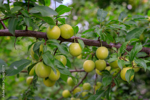 Quadro su tela Unripe yellow cherry plums on a branch in the farm garden