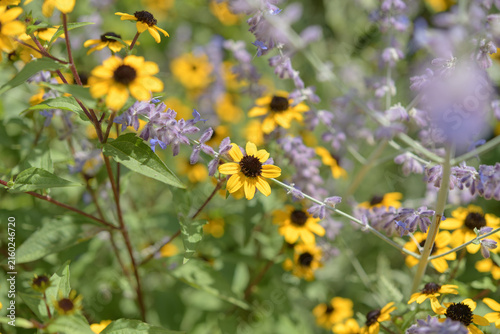 Obraz na płótnie yellow and mauve flowers in a summer garden