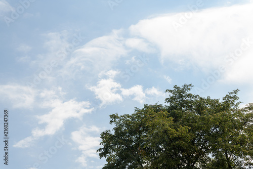 Canvas Print tree clouds and sky