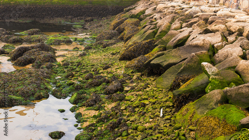 Rocky intertidal shore with green algae and brown seaweed at low tide, Portugal