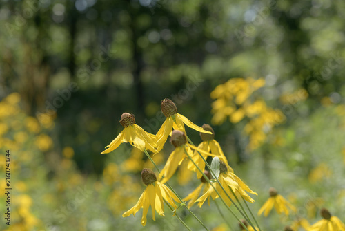 Картината върху платно cutleaf coneflower (Rudbeckia laciniata) in a field in the park