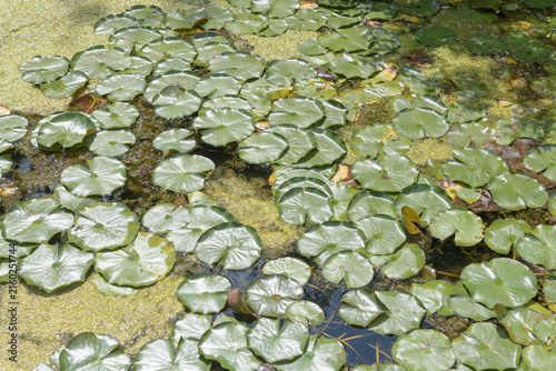 Fotografía water lily leaves on the surface of a pond