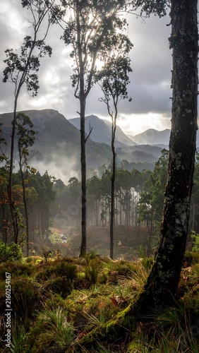 Misty forest path with tall evergreen trees and ferns.