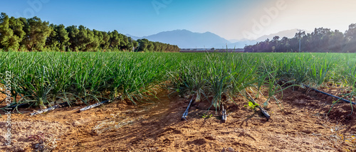 Agricultural  field with ripening green onions. Photo depicts sustainable agr...