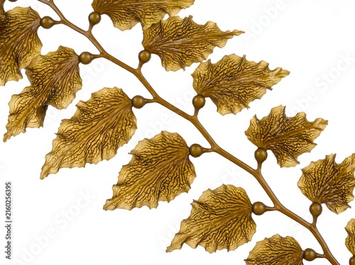 Kelp specimen with textured leaves is displayed on a white background