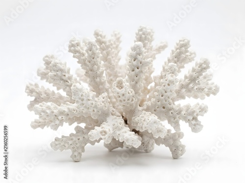 White staghorn coral skeleton rests against a plain white background