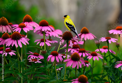 Quadro su tela Gold Finch on pink flowers