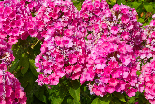 Phlox paniculé.
