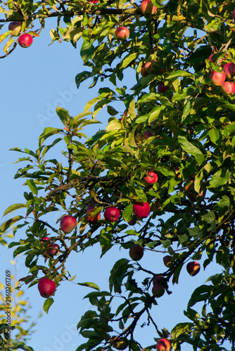 Les pommes murissent.
