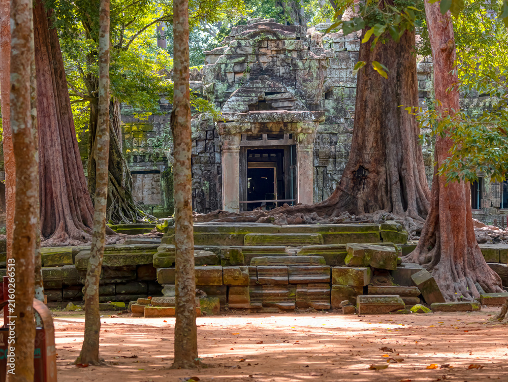 Naklejka premium Tree growing over ruins - Ta Prohm temple ruins hidden in jungles at Angkor Wat - Wall carving with woman famous Angkor Wat complex, Siem Reap, Cambodia