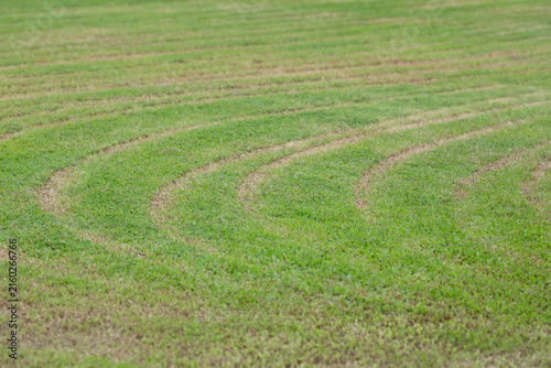 Картината върху платно Mowing lines on green grass field background