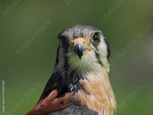 фотографія Common Kestrel Portrait with Green Background